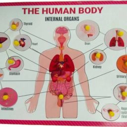 Wooden Internal Body parts/Organs Educational Knob Tray Puzzle Toy for Kids Age 2 Years and Above. Kindergarten, Primary School and Nursery Children-11