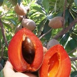Chiku Plant-image-34