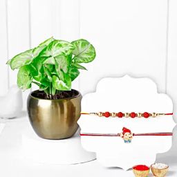 Rakhi Set Jade Plant Blessing-image-93
