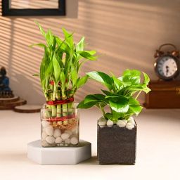 Lucky Money Plant Combo-image-48