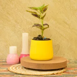 sone key chidiya Harrison Iron Yellow Desk Pot-picture-21