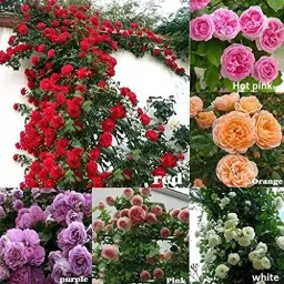 ROSE , GULAAB Seed-21
