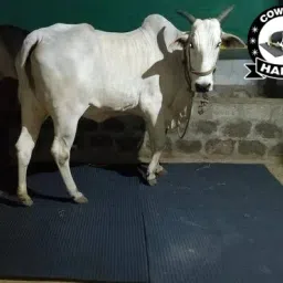 Cow Mat For all pet animals, BPA Free, Easy Clean And Waterproof Xl Size | Cow, Hamster Pet Mat-image-8