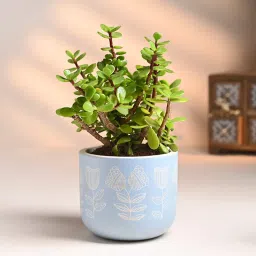 Serene Jade In Hand Painted Blue Terracotta Pot-image-17