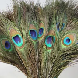 Pack of 10 Decorative Feathers-21