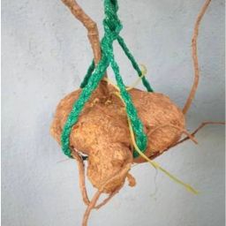 Salampanja | Salam Seed-image-12