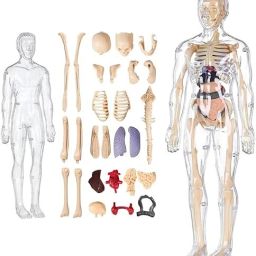 Human Body Model for Kids, Fully Transparent Body, 29 Piece Anatomy-28