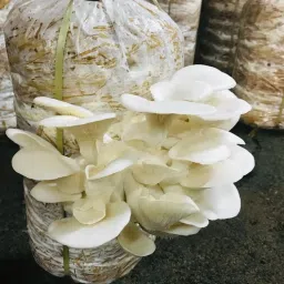 arko Oyster Mushrooms Spawn / Seeds First Generation High Yield White Mycelium Seed image 3