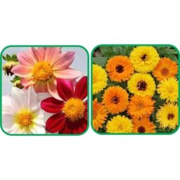 Aero Seeds 50 Pcs Mix Color Calendula &a; 50 Pcs Dahlia Top Star Flower Seeds Combo-image-70