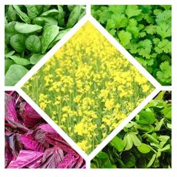 Only For Organic 65g Coriander, Fenugreek, Mustard, Red Spinach &a; Spinach Seeds Set-image-63