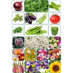 Aero Seeds 150g 10 Varieties Vegetable &a; 10 Varieties Flower Seeds Combo, Aero-10+10-image-13