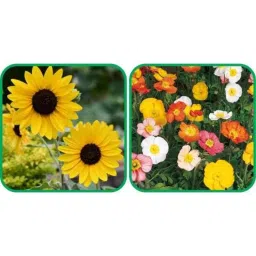Aero Seeds 50 Pcs Mix Color Poppy Iceland &a; 50 Pcs Ice Flower Seeds Combo-image-69
