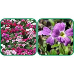 Aero Seeds 50 Pcs Mix Color Cheiranthus Maritimus &a; 50 Pcs Dianthus Flower Seeds Combo-image-49