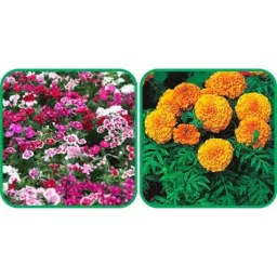 Aero Seeds 50 Pcs Mix Color African Marigold &a; 50 Pcs Dianthus Flower Seeds Combo-image-43