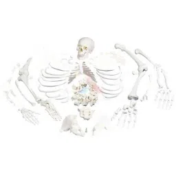 BEXCO Plastic Dis-Articulated Human Anatomical-picture-25