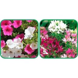 Aero Seeds 50 Pcs Mix Color Cleome Spinosa &a; 50 Pcs Petunia Flower Seeds Combo-image-36