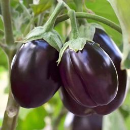 Only For Organic 50g Brinjal Seeds-image-33