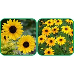 Aero Seeds 50 Pcs Sunflower Miniature &a; 50 Pcs Mix Colour Poppy Iceland Flower Seeds Combo-image-28