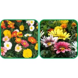 Aero Seeds 50 Pcs Mix Colour Gazania &a; 50 Pcs Ice Flower Seeds Combo-image-77