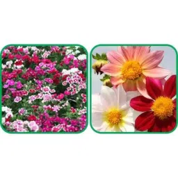 Aero Seeds 50 Pcs Mix Color Dahlia Top Star &a; 50 Pcs Dianthus Flower Seeds Combo-image-20