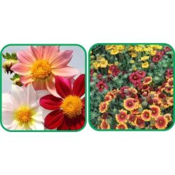 Aero Seeds 50 Pcs Mix Color Gaillardia Aristata &a; 50 Pcs Dahlia Top Star Flower Seeds Combo-image-73