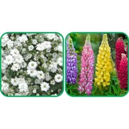 Aero Seeds 50 Pcs Mix Color Lupin &a; 50 Pcs White Gypsophila Elegans Flower Seeds Combo-image-64