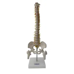 WKM PVC Multicolour Human Torso Model with Base-47
