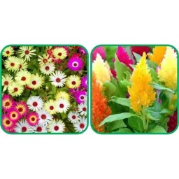 Aero Seeds 50 Pcs Mix Color Closia Pulmosa &a; 50 Pcs Ice Flower Seeds Combo-image-66
