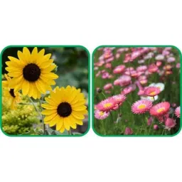 Aero Seeds 50 Pcs Mix Colour Acroclinium &a; 50 Pcs Sunflower Tall Flower Seeds Combo-picture-8