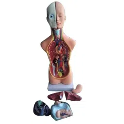 Artsy PVC Anatomical Torso Model with 11 Detachable Parts, B2-SLQC-0IRW-34