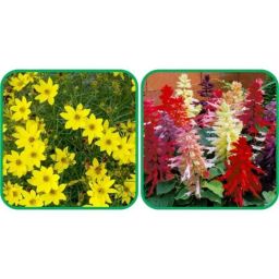 Aero Seeds 50 Pcs Red Poppy &a; 50 Pcs Sunflower Tall Flower Seeds Combo-image-83