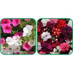 Aero Seeds 50 Pcs Mix Color Verbena &a; 50 Pcs Petunia Flower Seeds Combo-image-8