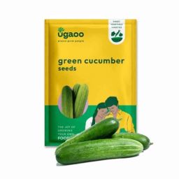 Ugaoo 1.2g Vegetable Green Cucumber Seeds, NUVSO161-image-75