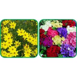 Aero Seeds 50 Pcs Mix Colour Petunia &a; 50 Pcs Sunflower Tall Flower Seeds Combo-image-24