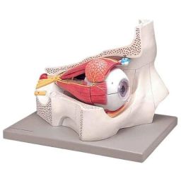 Artsy PVC Human Eye Orbit Anatomy Model, 9M-537M-AEFL-21