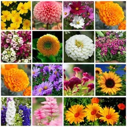 Only For Organic 50g 15 Varieties Flower Seeds for Home Gardening, OFOFLR15-image-10