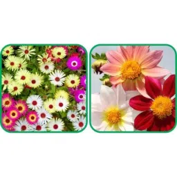 Aero Seeds 50 Pcs Mix Colour Dahlia Top Star &a; 50 Pcs Ice Flower Seeds Combo-image-84