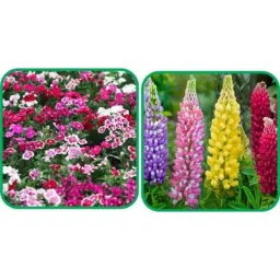 Aero Seeds 50 Pcs Mix Color Lupin &a; 50 Pcs Dianthus Flower Seeds Combo-image-62