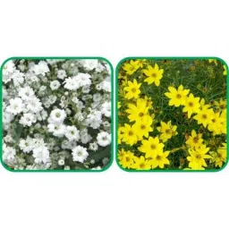 Aero Seeds 50 Pcs Mix Color Coreopsis &a; 50 Pcs White Gypsophila Elegans Flower Seeds Combo-image-18