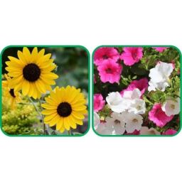 Aero Seeds 50 Pcs Mix Colour Petunia &a; 50 Pcs Poppy Iceland Flower Seeds Combo-image-99