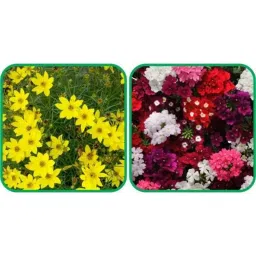 Aero Seeds 50 Pcs Mix Colour Sweet William &a; 50 Pcs Sunflower Tall Flower Seeds Combo-image-54