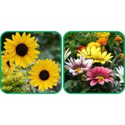 Aero Seeds 50 Pcs Mix Color Gazania &a; 50 Pcs Poppy Iceland Flower Seeds Combo-image-97