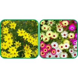 Aero Seeds 50 Pcs Mix Colour Hollyhock &a; 50 Pcs Poppy Iceland Flower Seeds Combo-image-4