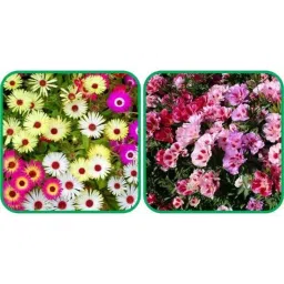 Aero Seeds 50 Pcs Mix Colour Clarkia &a; 50 Pcs Ice Flower Seeds Combo-image-81