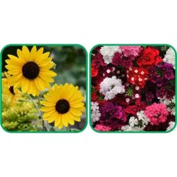 Aero Seeds 50 Pcs Mix Color Verbena &a; 50 Pcs Poppy Iceland Flower Seeds Combo-image-95