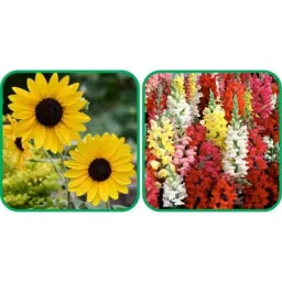 Aero Seeds 50 Pcs Mix Colour Antirrhinum &a; 50 Pcs Sunflower Tall Flower Seeds Combo-picture-40