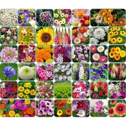 Aero Seeds 150g 40 Varieties Flower Seeds, Aero-Flo-40-picture-1