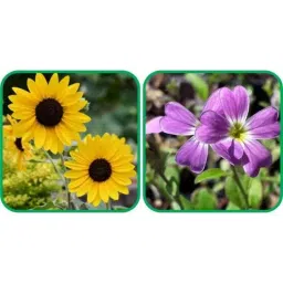 Aero Seeds 50 Pcs Mix Colour Cheiranthus Maritimus &a; 50 Pcs Sunflower Tall Flower Seeds Combo-picture-10
