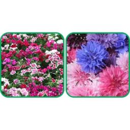 Aero Seeds 50 Pcs Mix Color Cornflower &a; 50 Pcs Dianthus Flower Seeds Combo-image-59