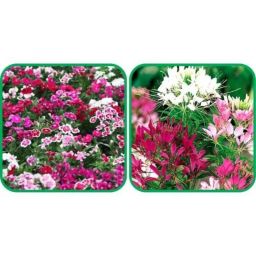 Aero Seeds 50 Pcs Mix Color Cleome Spinosa &a; 50 Pcs Dianthus Flower Seeds Combo-image-61